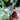 KI-generierte Abbildung (beispielhaft): Yes Vegan Prosta Forte Dose in der Hand vor Monstera